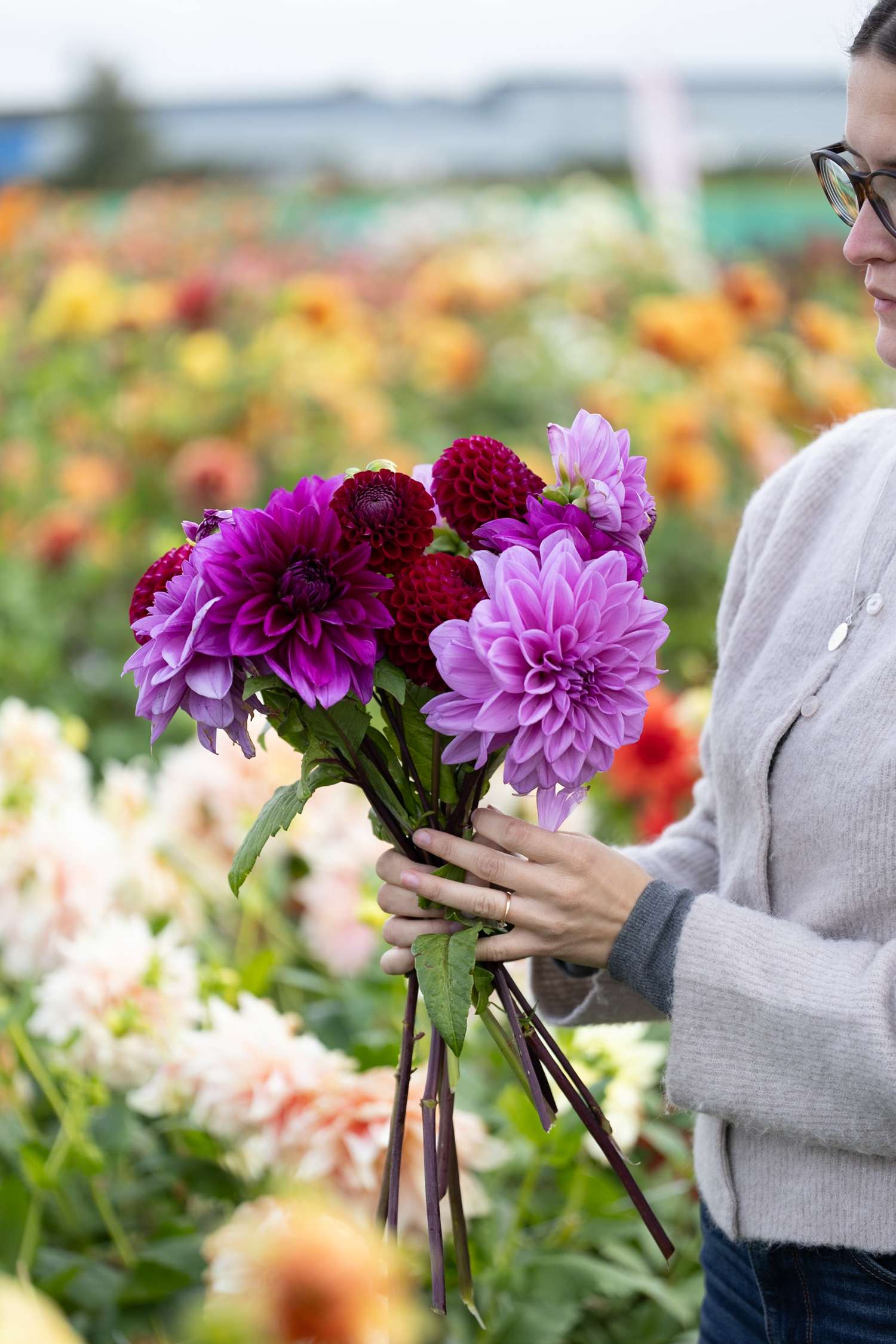 Dahlia Mix 'Dusty Rose' - Dahlia